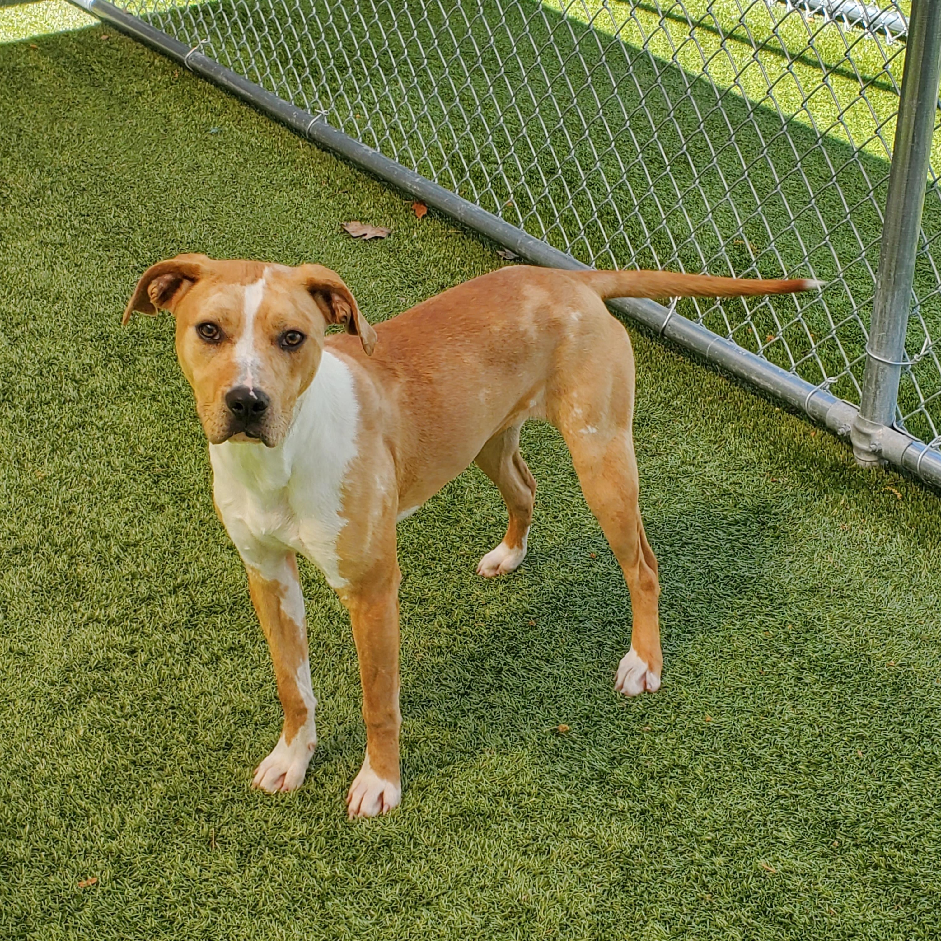 Enlarge Pumpkin, a ADOPTABLE mixed breed in Beulah, MI image 1/1