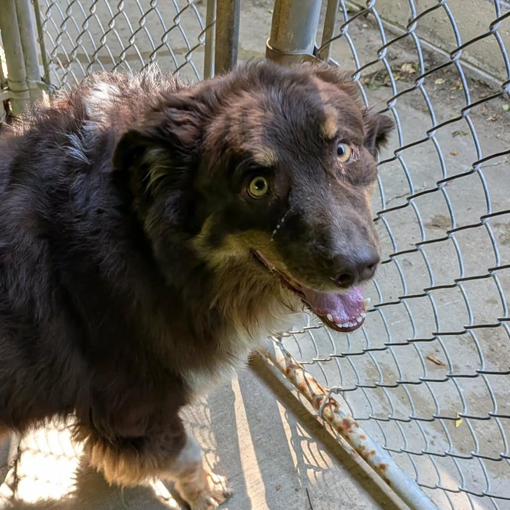 Auzi, Adoptable, Adult Male Australian Shepherd.