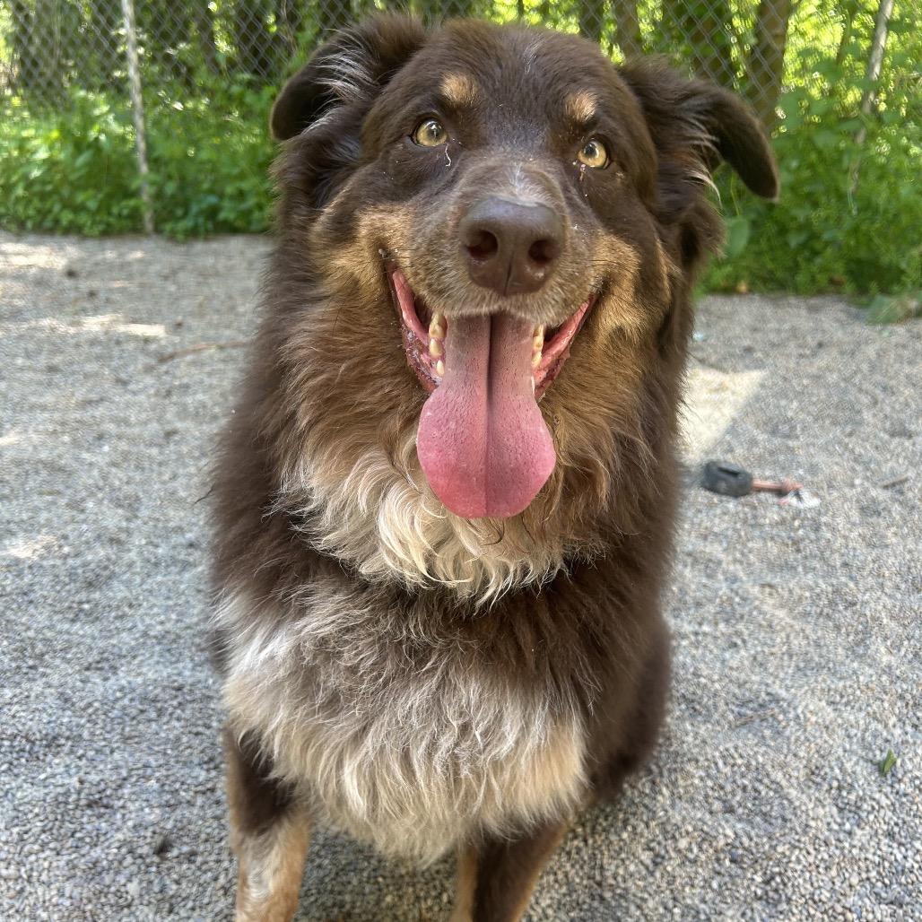 Enlarge Auzi, a Adoptable Australian Shepherd in Greenville, PA image 2/4
