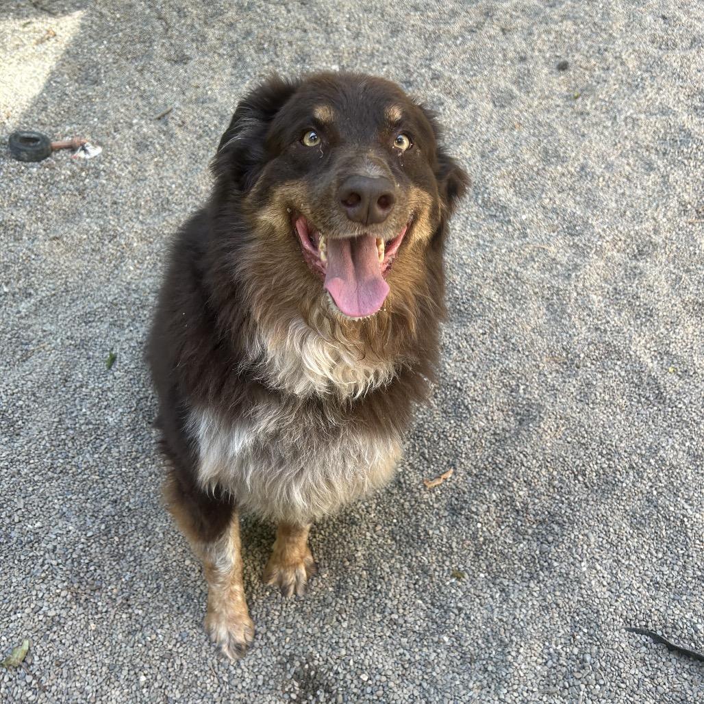 Enlarge Auzi, a Adoptable Australian Shepherd in Greenville, PA image 3/4