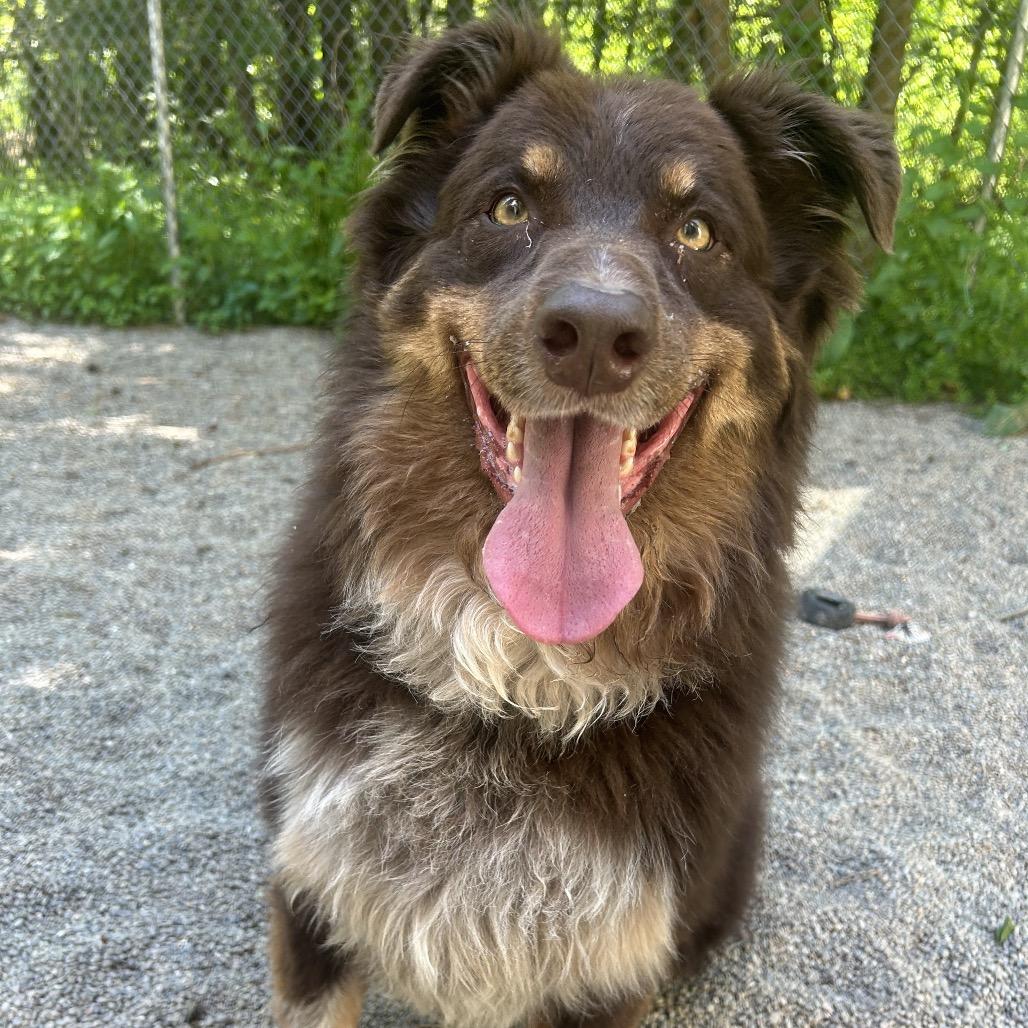 Enlarge Auzi, a Adoptable Australian Shepherd in Greenville, PA image 4/4