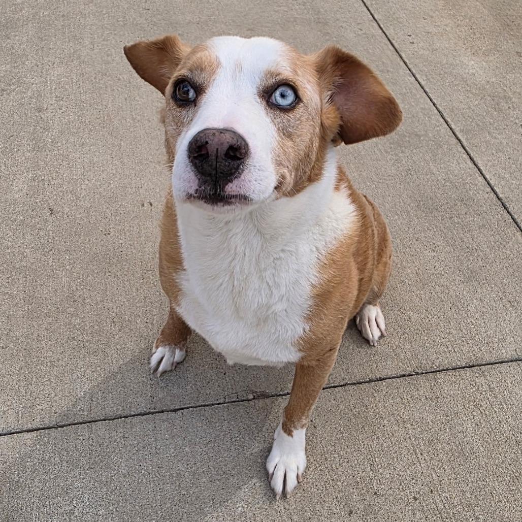 Luther, Adoptable, Adult Male Mixed Breed.