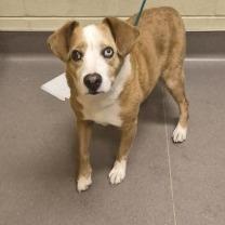 Enlarge Luther, a Adoptable Mixed Breed in Norman, OK image 2/4