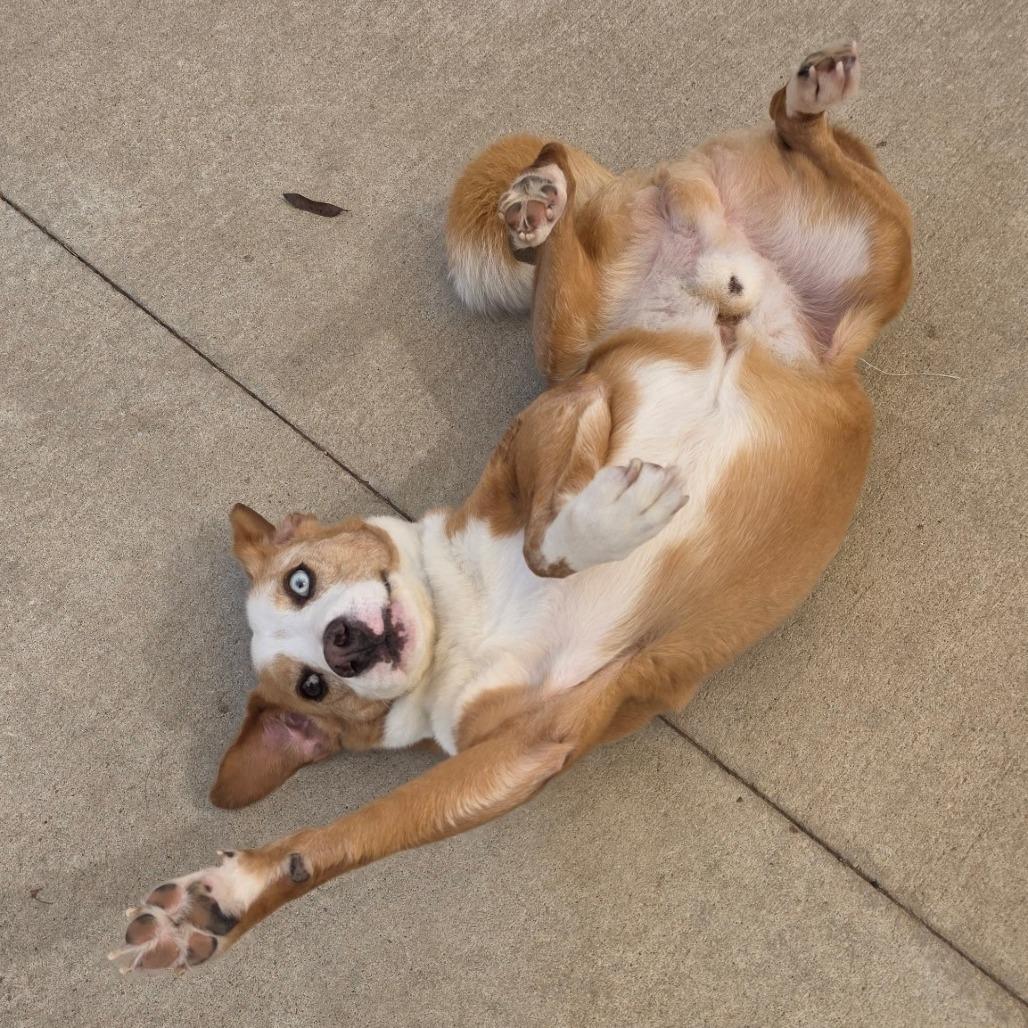 Enlarge Luther, a Adoptable Mixed Breed in Norman, OK image 3/4