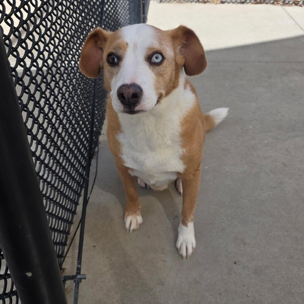 Enlarge Luther, a Adoptable Mixed Breed in Norman, OK image 4/4