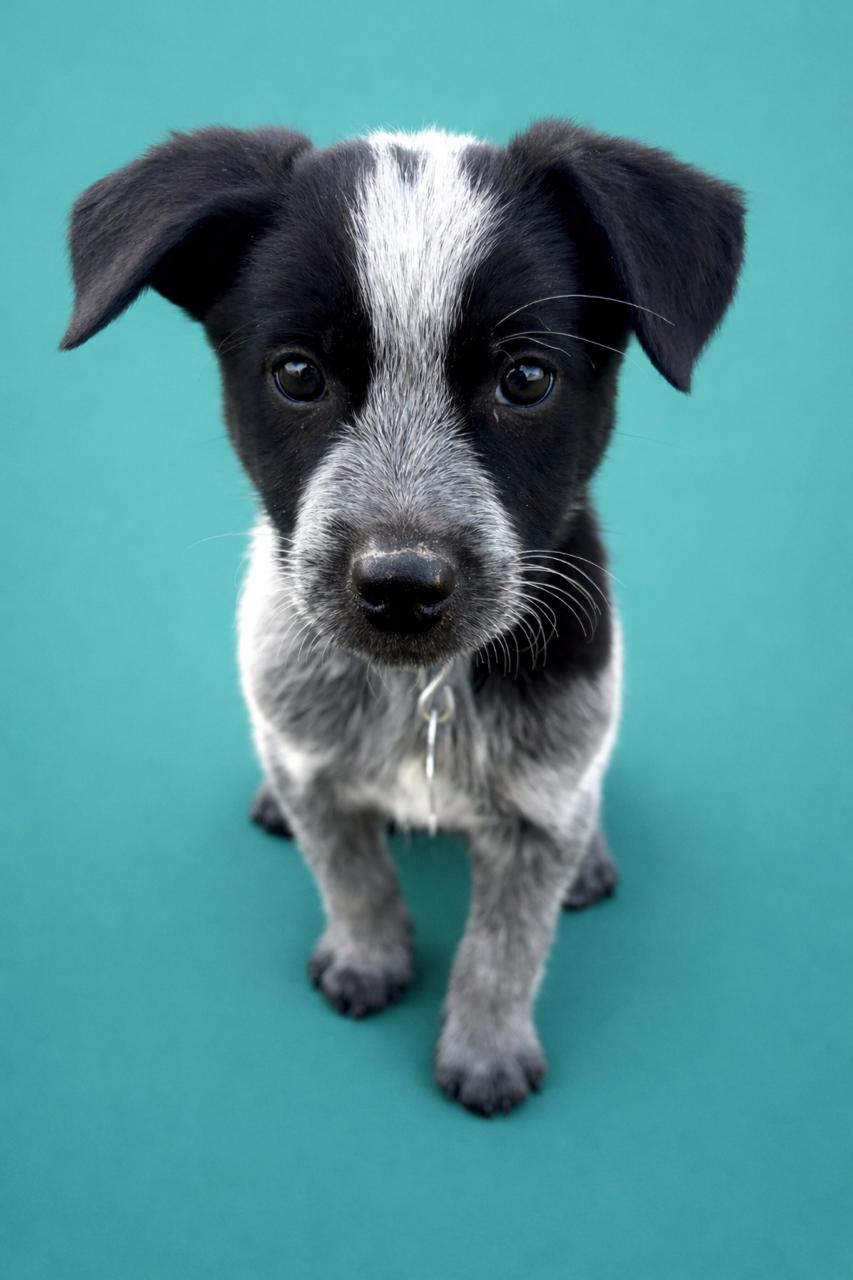 Duke Caboom — thumbnail 2