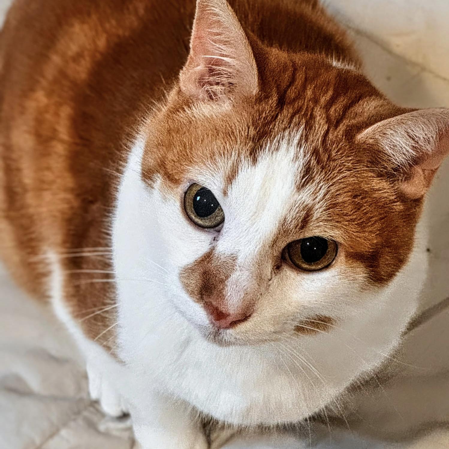 Axl, Adoptable, Adult Male Domestic Short Hair.