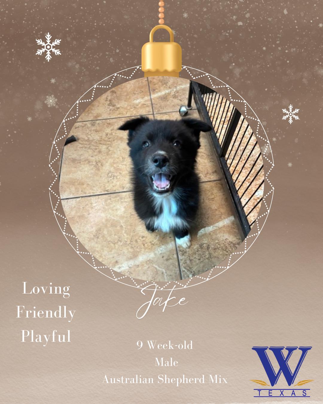 Jake, ADOPTABLE, Puppy Male Australian Shepherd.