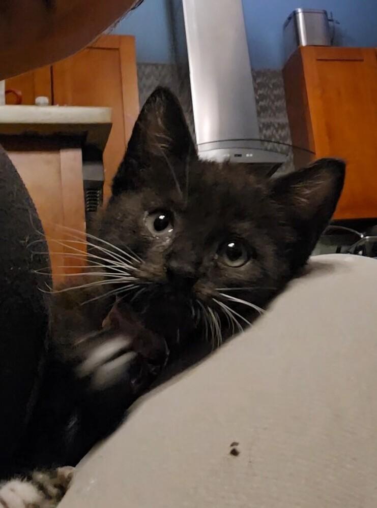 Kelly Kapowski, Adoptable, Kitten Female Domestic Short Hair.