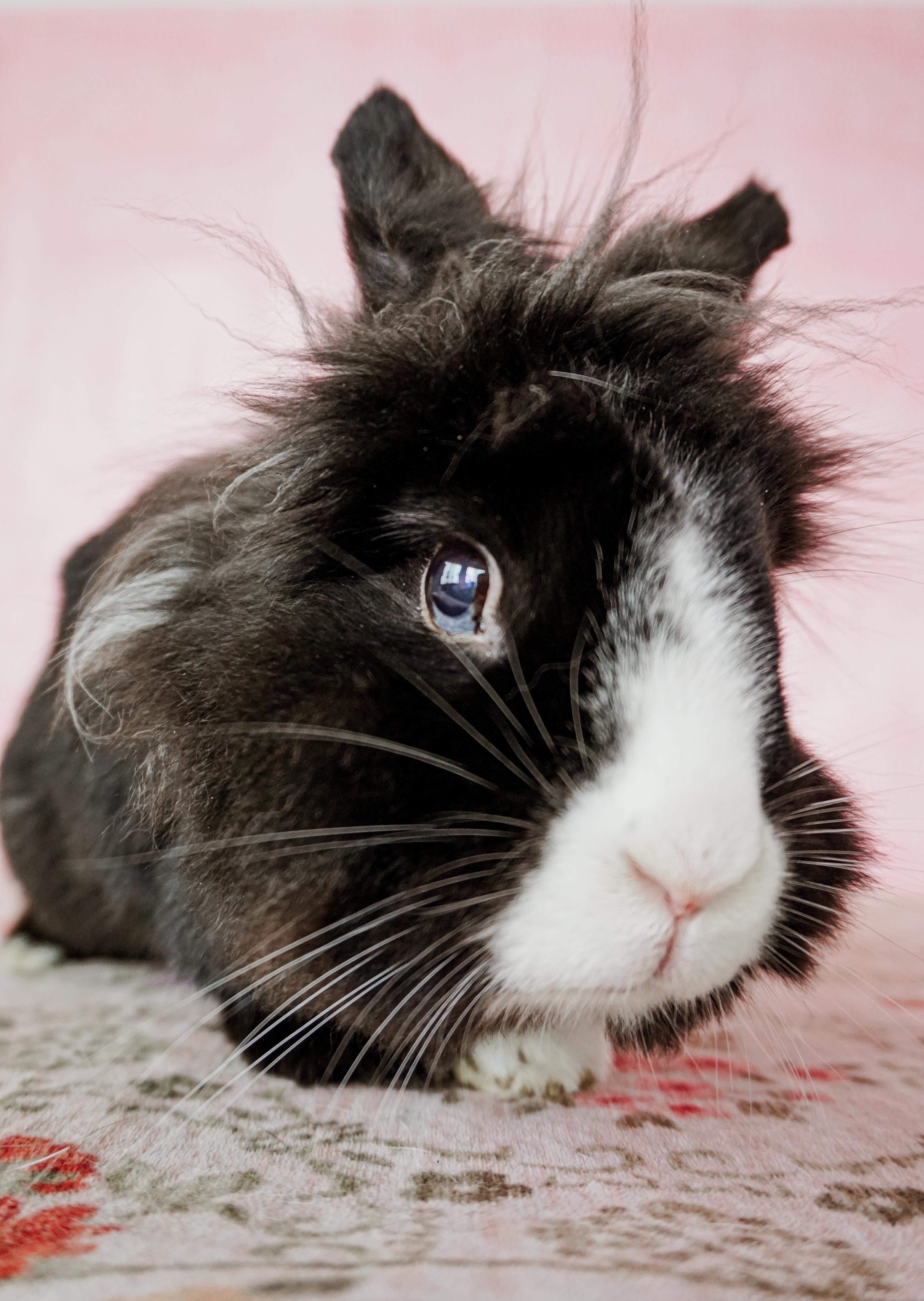 Jack, a ADOPTABLE Lionhead in Long Beach, CA image 2/5