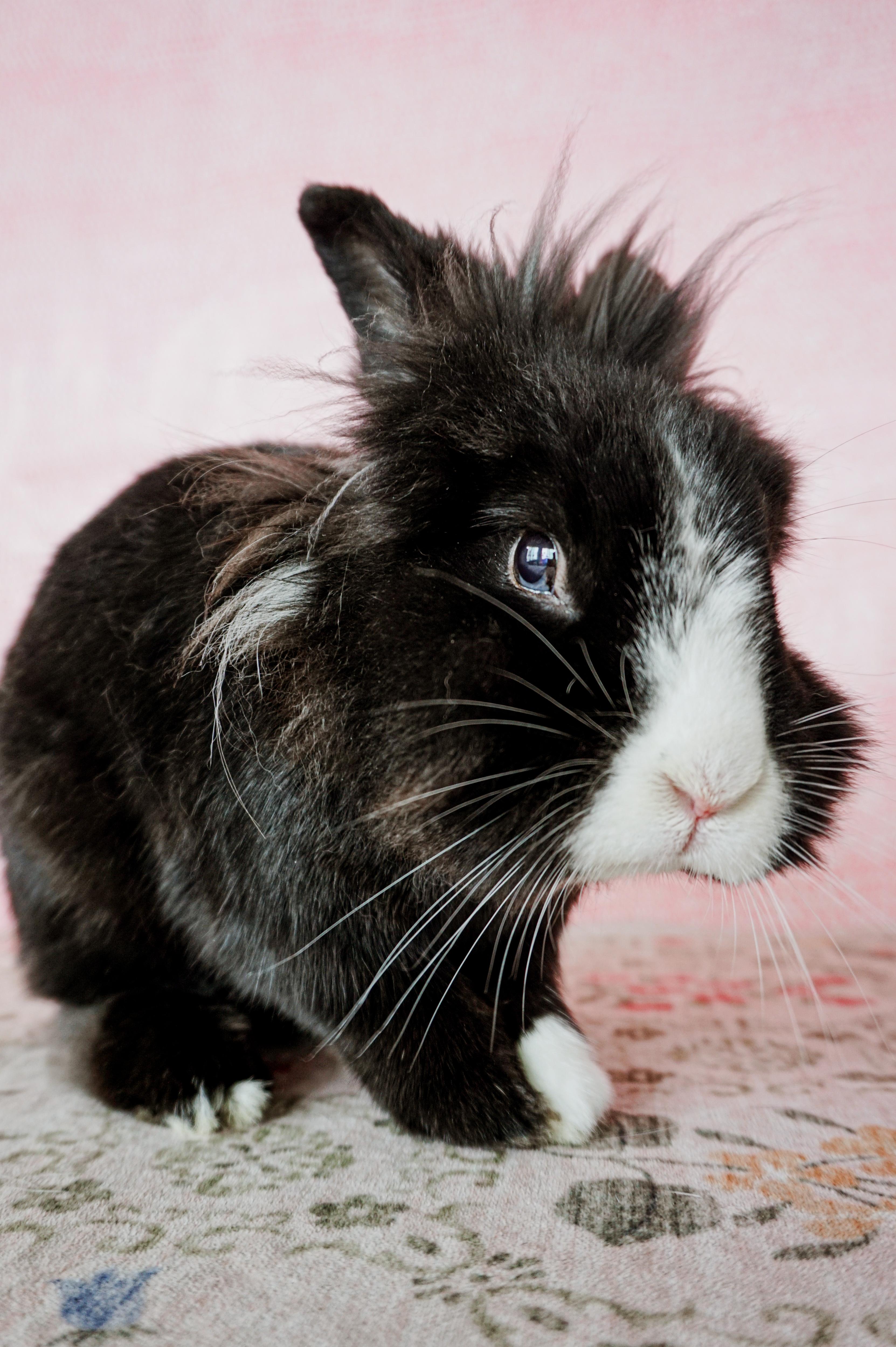 Jack, ADOPTABLE, Adult Male Lionhead.