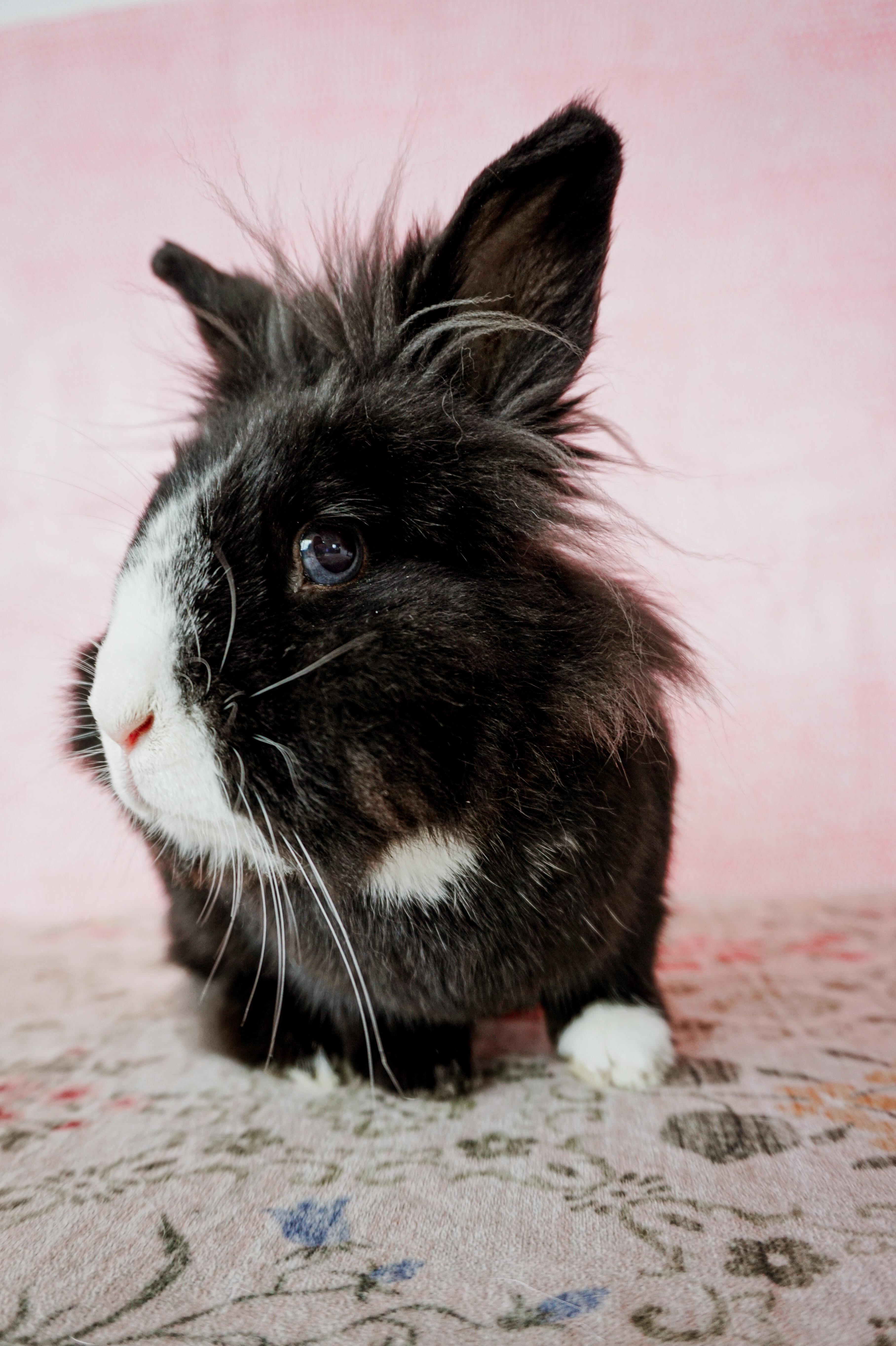 Jack, a ADOPTABLE Lionhead in Long Beach, CA image 5/5