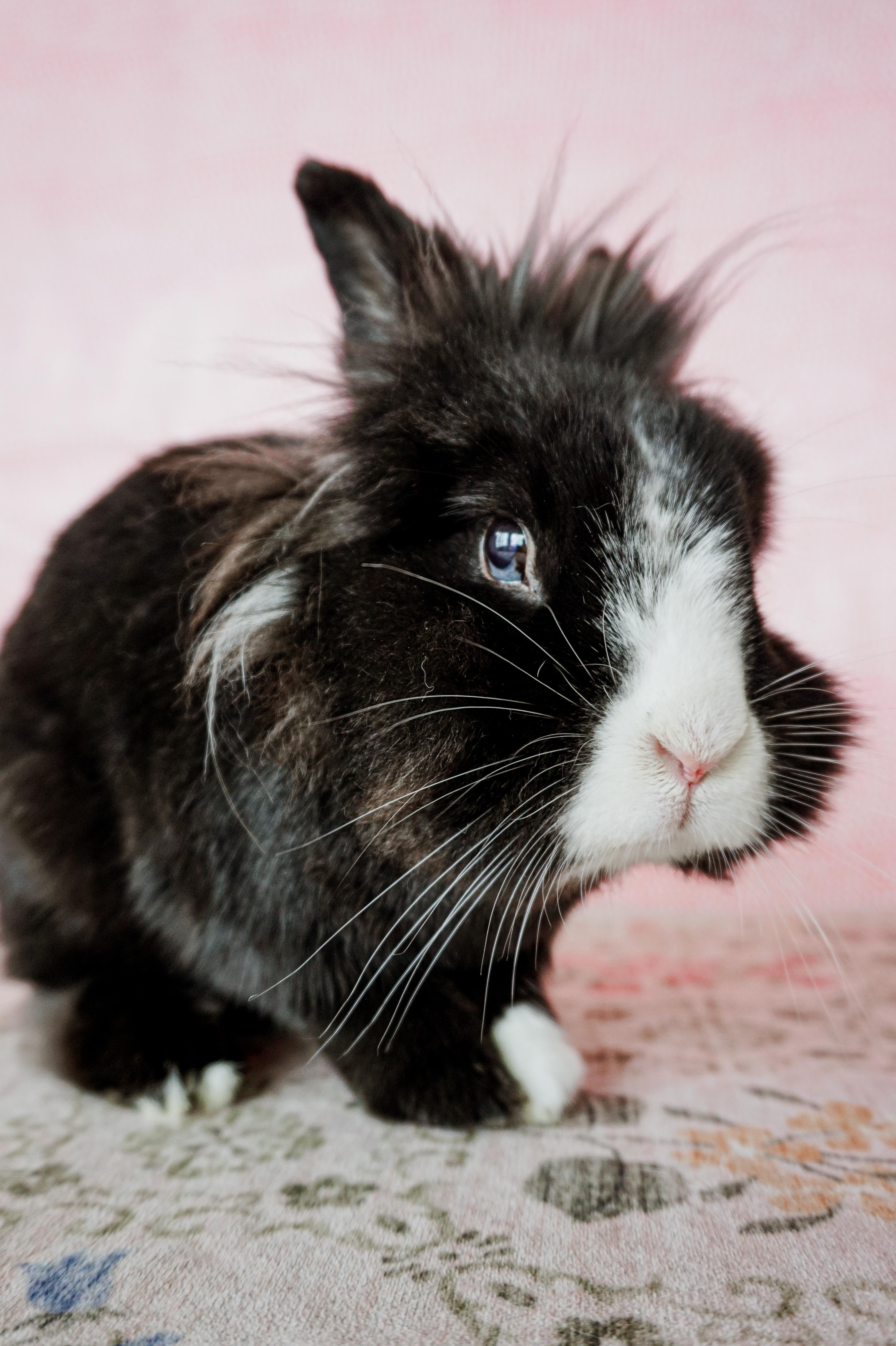 Jack, a ADOPTABLE Lionhead in Long Beach, CA image 4/5