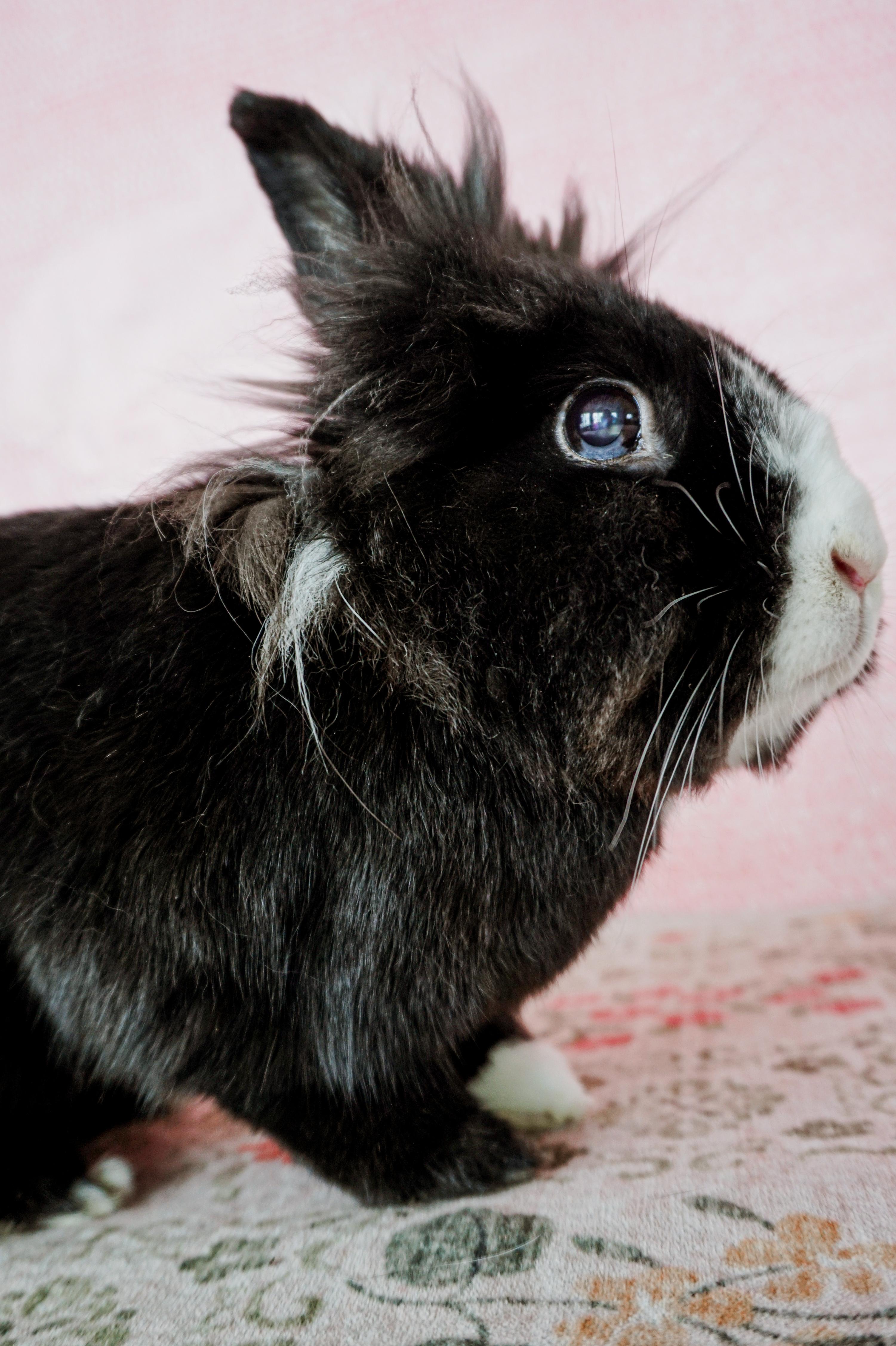 Jack, a ADOPTABLE Lionhead in Long Beach, CA image 3/5