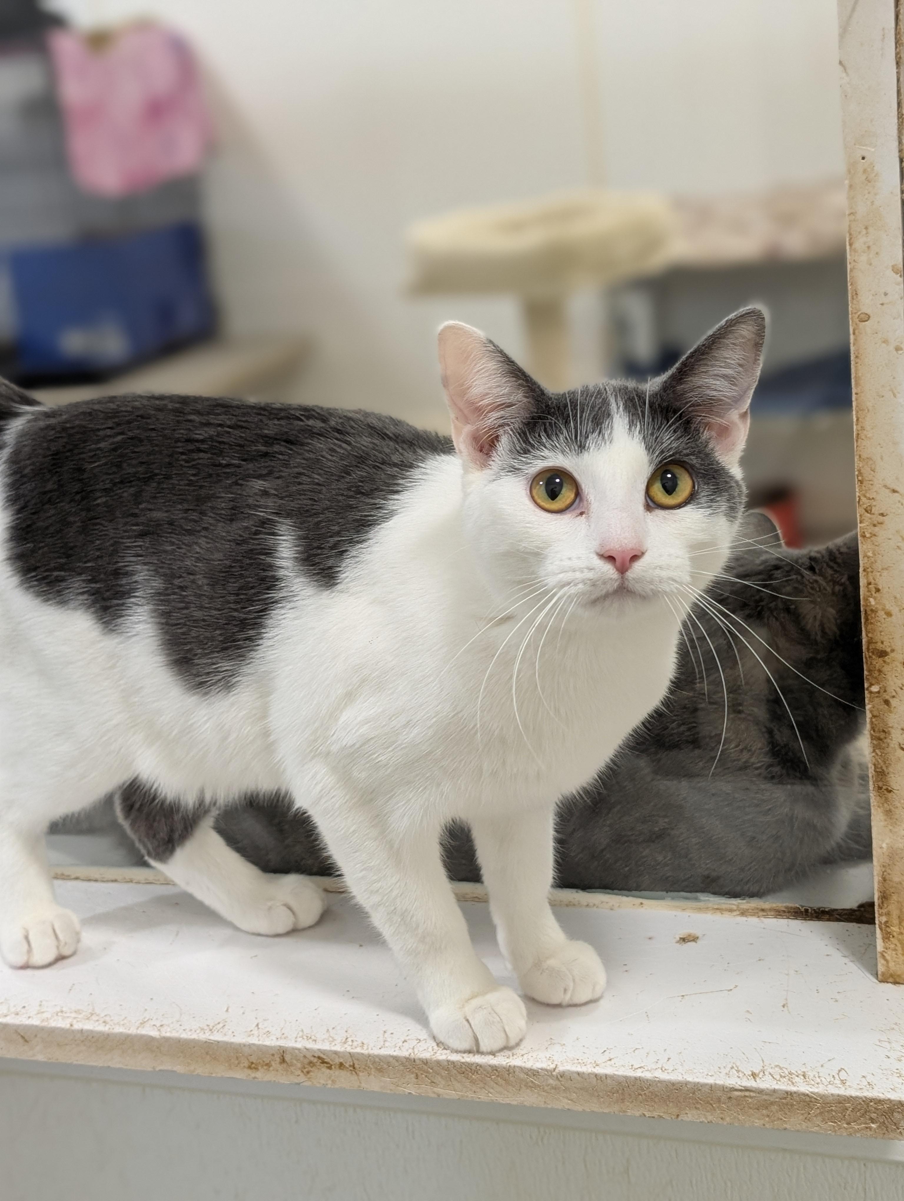 Enlarge Nadia, a Adoptable Domestic Short Hair in Tilton, IL image 2/3