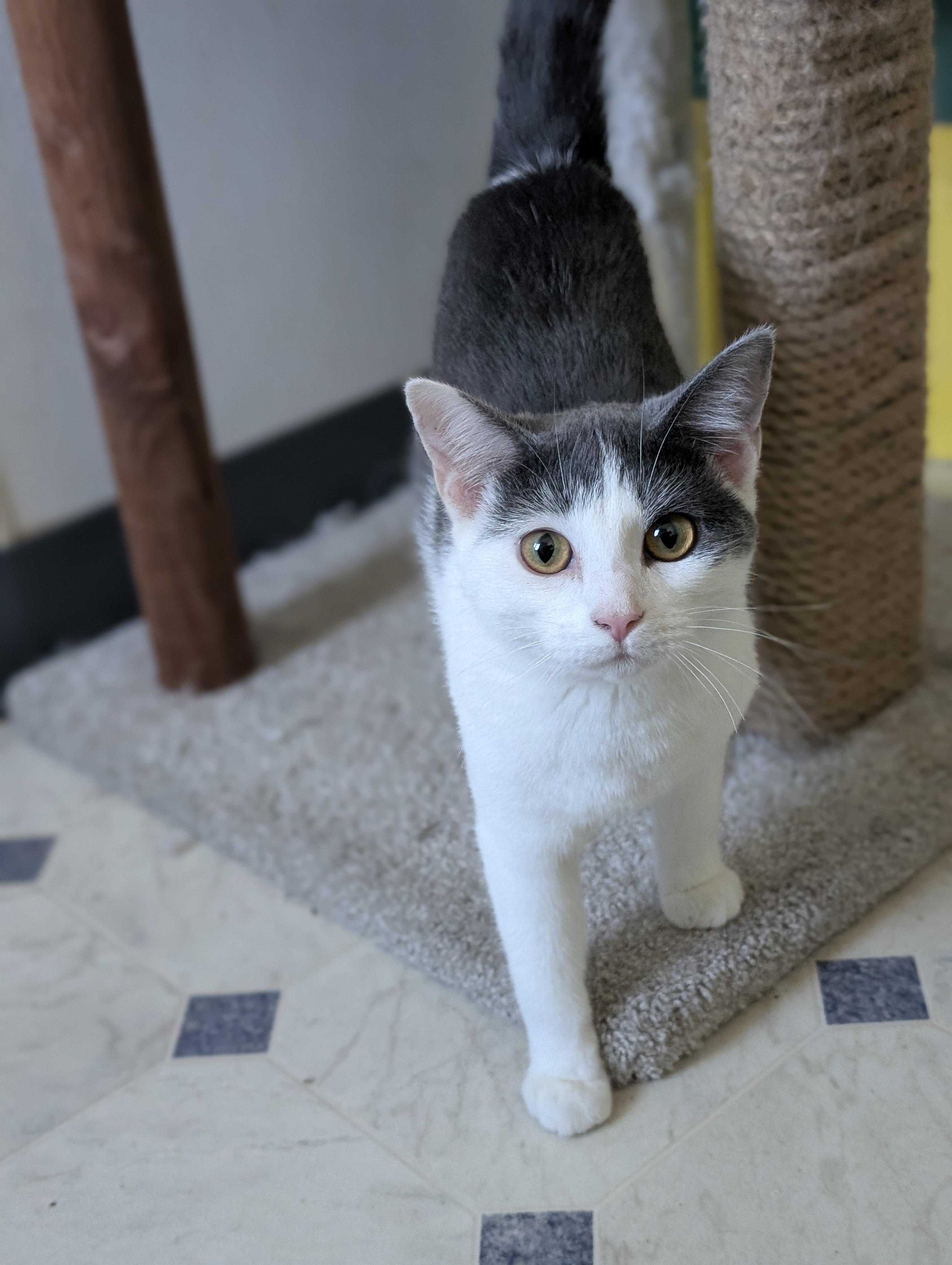 Enlarge Nadia, a Adoptable Domestic Short Hair in Tilton, IL image 3/3