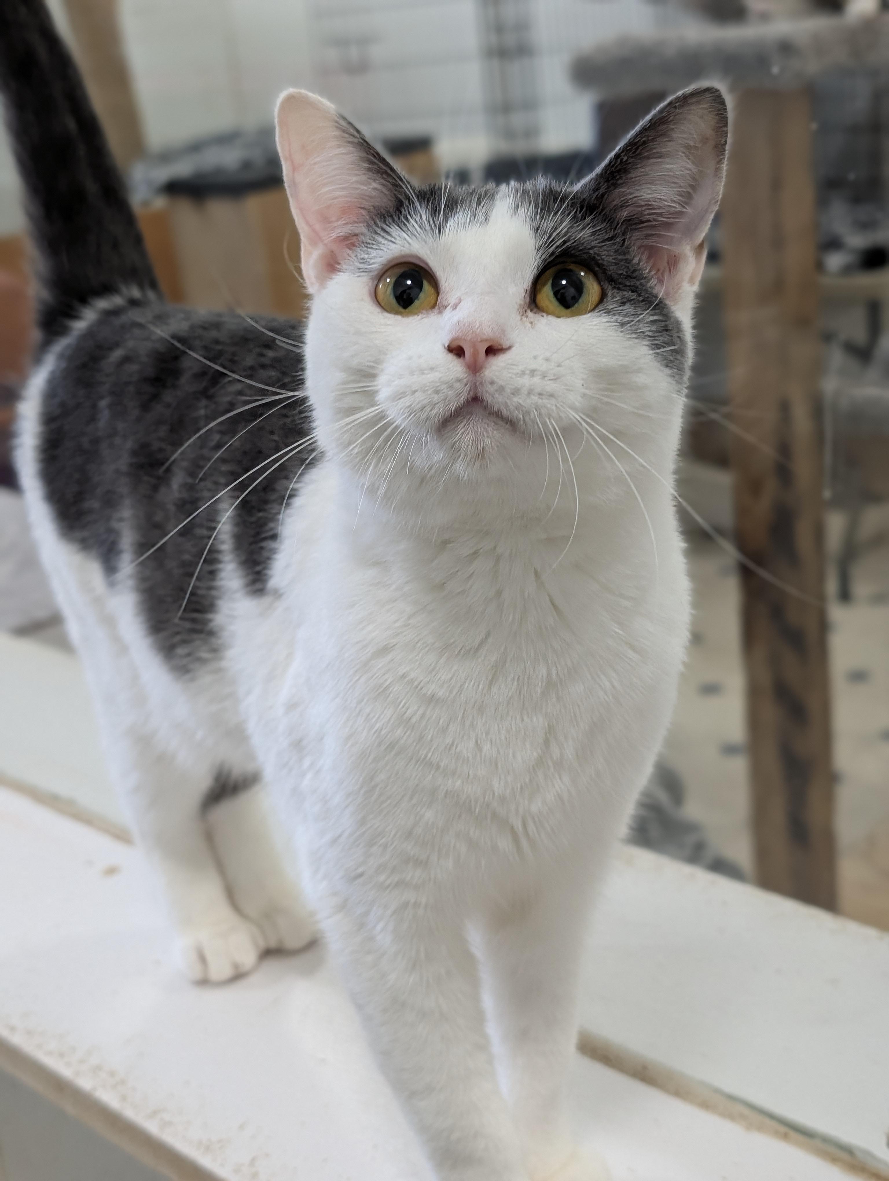 Enlarge Nadia, a Adoptable Domestic Short Hair in Tilton, IL image 1/3