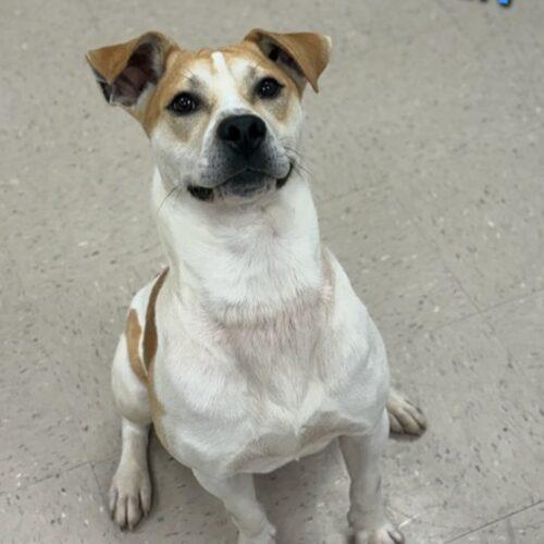 Oden, Adoptable, Young Male Pit Bull Terrier & Wire Fox Terrier.