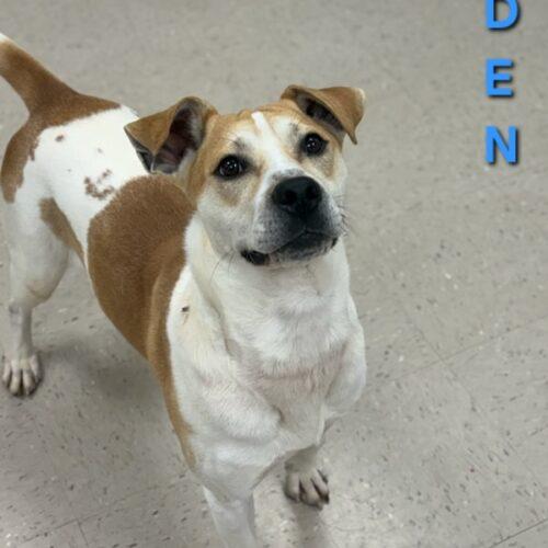 Enlarge Oden, a Adoptable mixed breed in Burlington, IA image 2/3