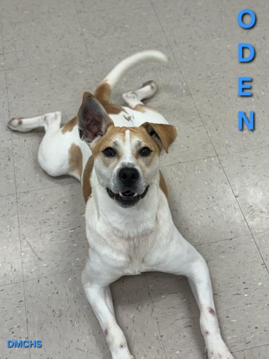 Enlarge Oden, a Adoptable mixed breed in Burlington, IA image 3/3