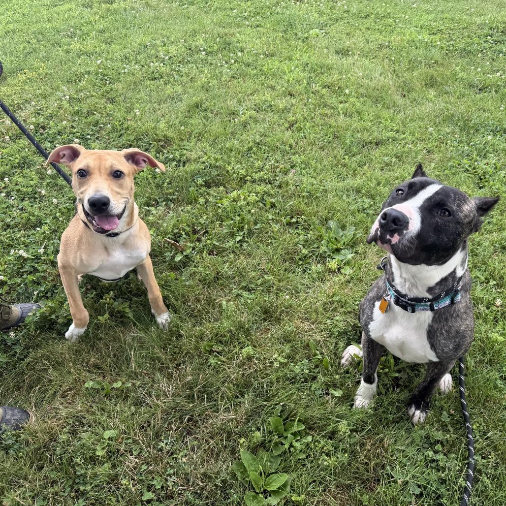 Addy, a Adoptable mixed breed in Conshohocken, PA image 1/6