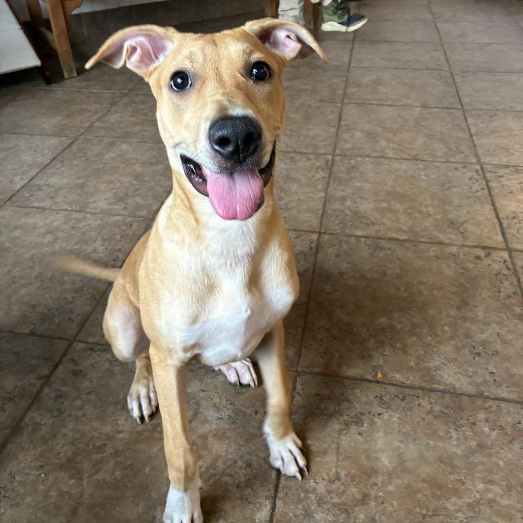 Addy, a Adoptable mixed breed in Conshohocken, PA image 2/6