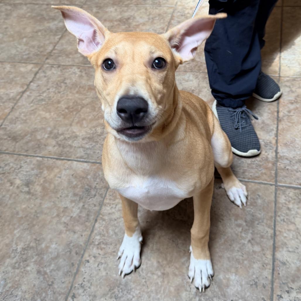 Addy, a Adoptable mixed breed in Conshohocken, PA image 3/6