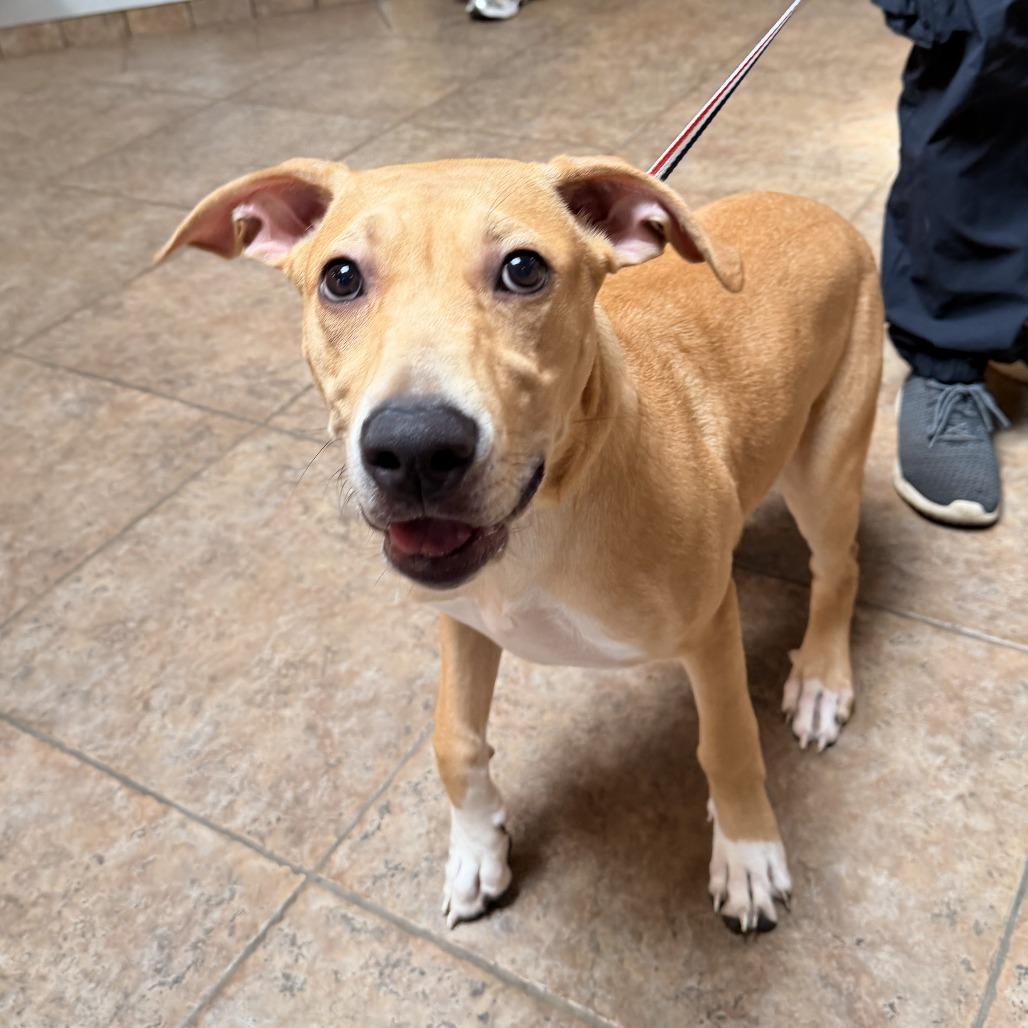 Addy, a Adoptable mixed breed in Conshohocken, PA image 6/6