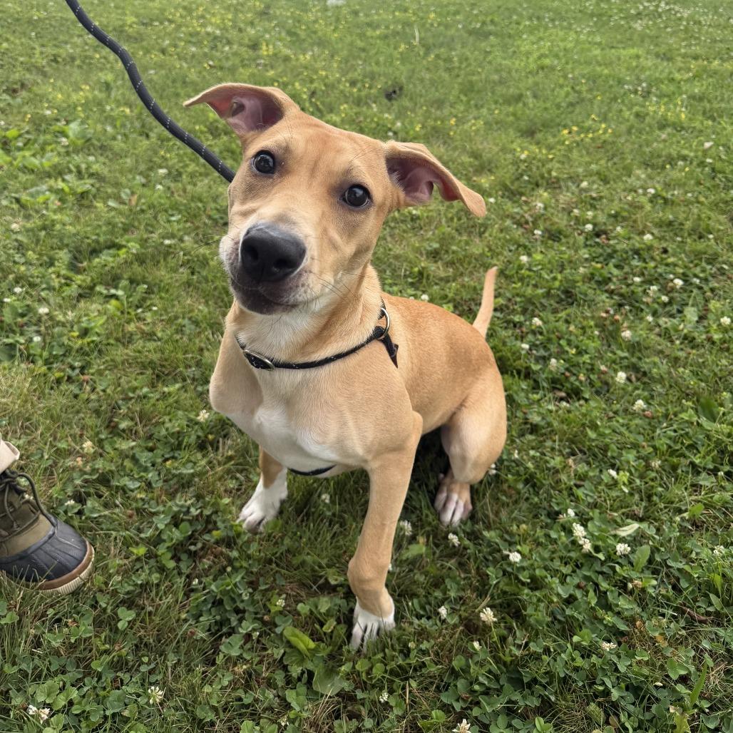 Addy, a Adoptable mixed breed in Conshohocken, PA image 5/6