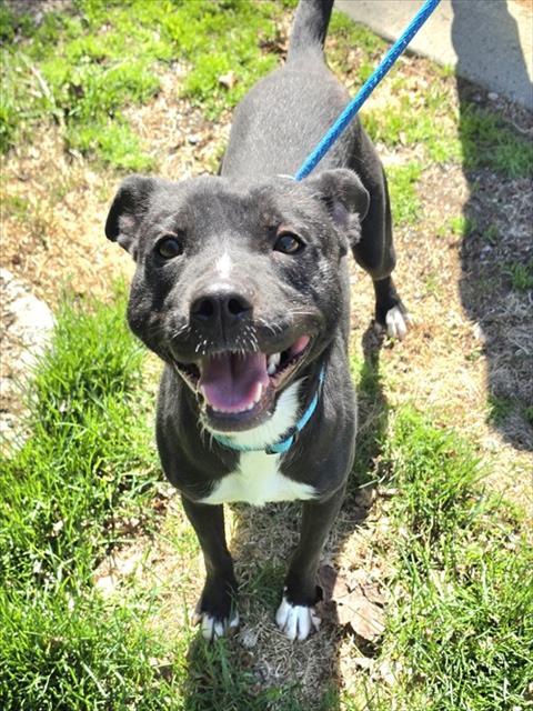 Enlarge NACHO, a Adoptable mixed breed in Anchorage, AK image 1/1