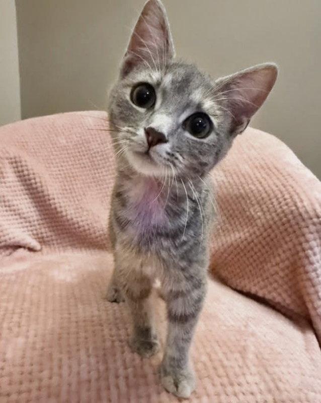 Graffiti, Adopted, Young Female Tabby.