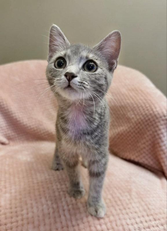 Enlarge Graffiti, a Adopted Tabby in Knoxville, TN image 2/3