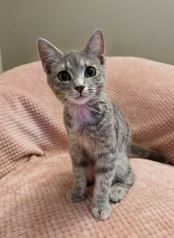 Enlarge Graffiti, a Adopted Tabby in Knoxville, TN image 3/3