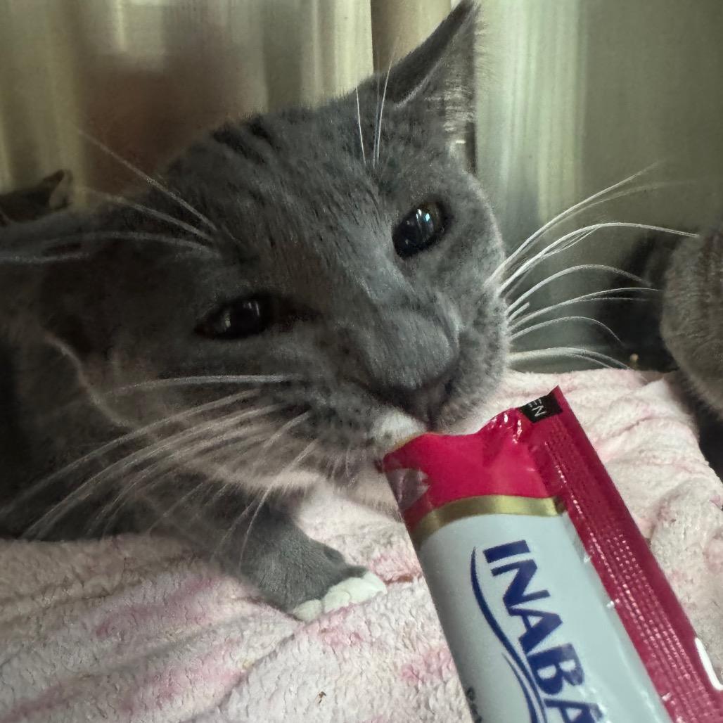 Maria, a Adoptable Domestic Short Hair in Windsor, VA image 1/2