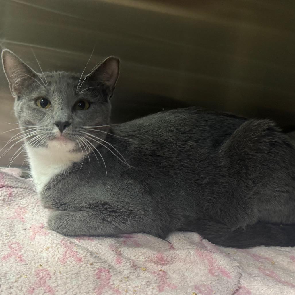 Maria, Adoptable, Young Female Domestic Short Hair.