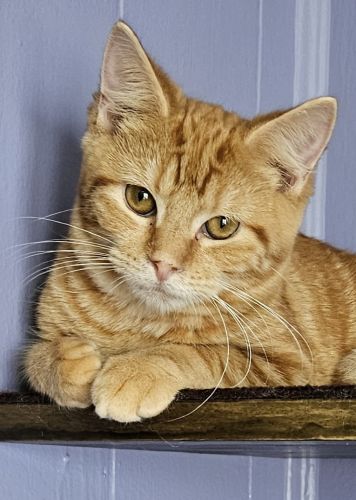 Enlarge Sparky, a Adopted mixed breed in Bethlehem, PA image 1/3