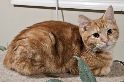 Enlarge Sparky, a Adopted mixed breed in Bethlehem, PA image 2/3