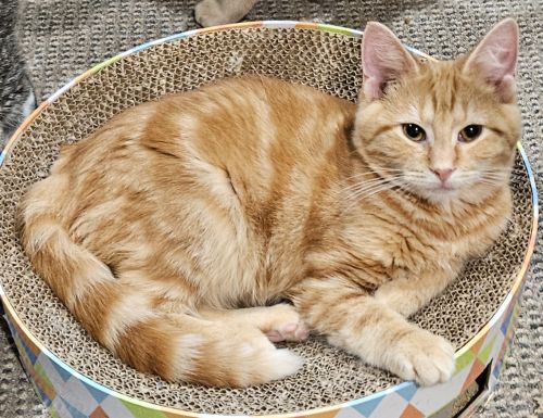 Enlarge Sparky, a Adopted mixed breed in Bethlehem, PA image 3/3