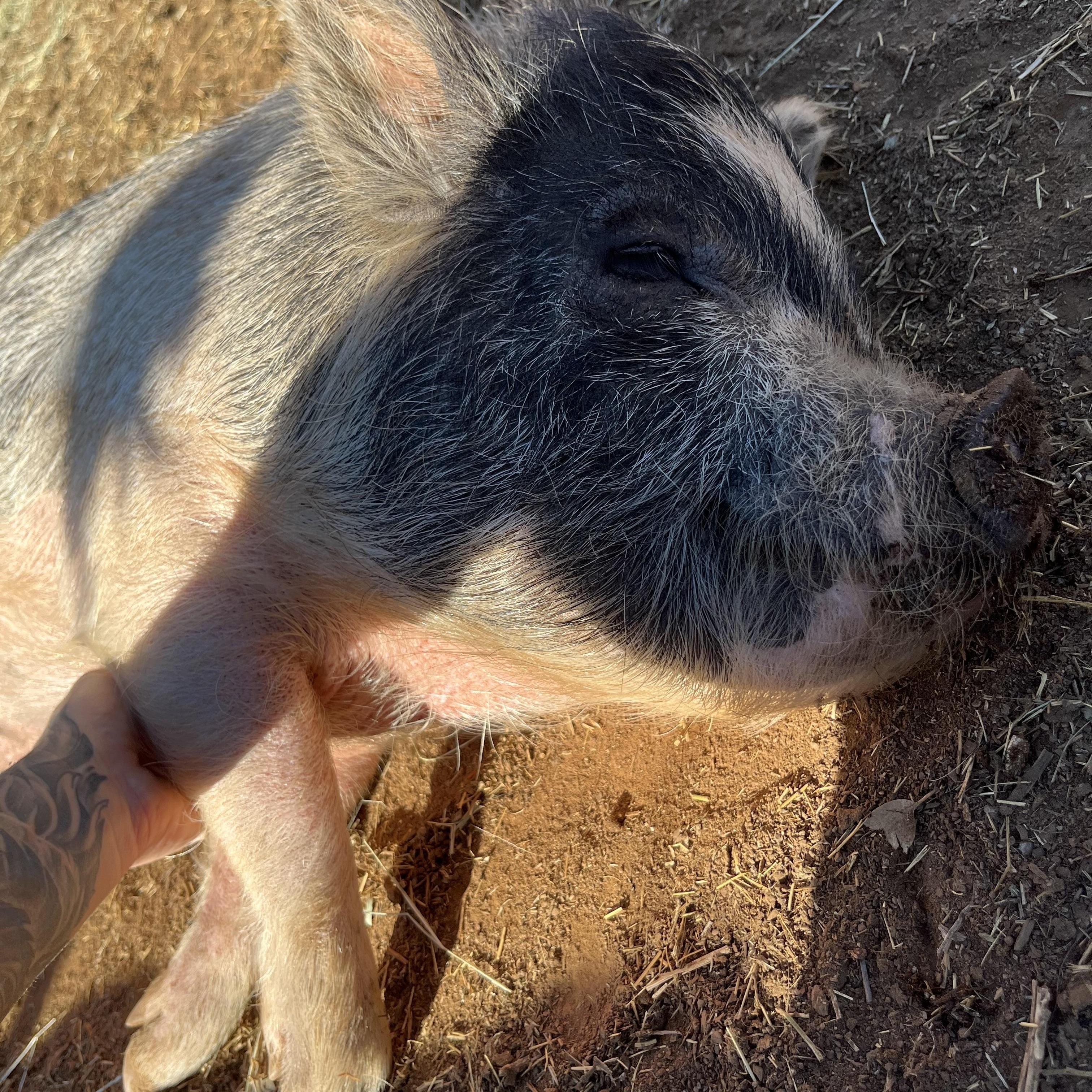 Peter, Adopted, Young Male Pot Bellied & Vietnamese Pot Bellied.