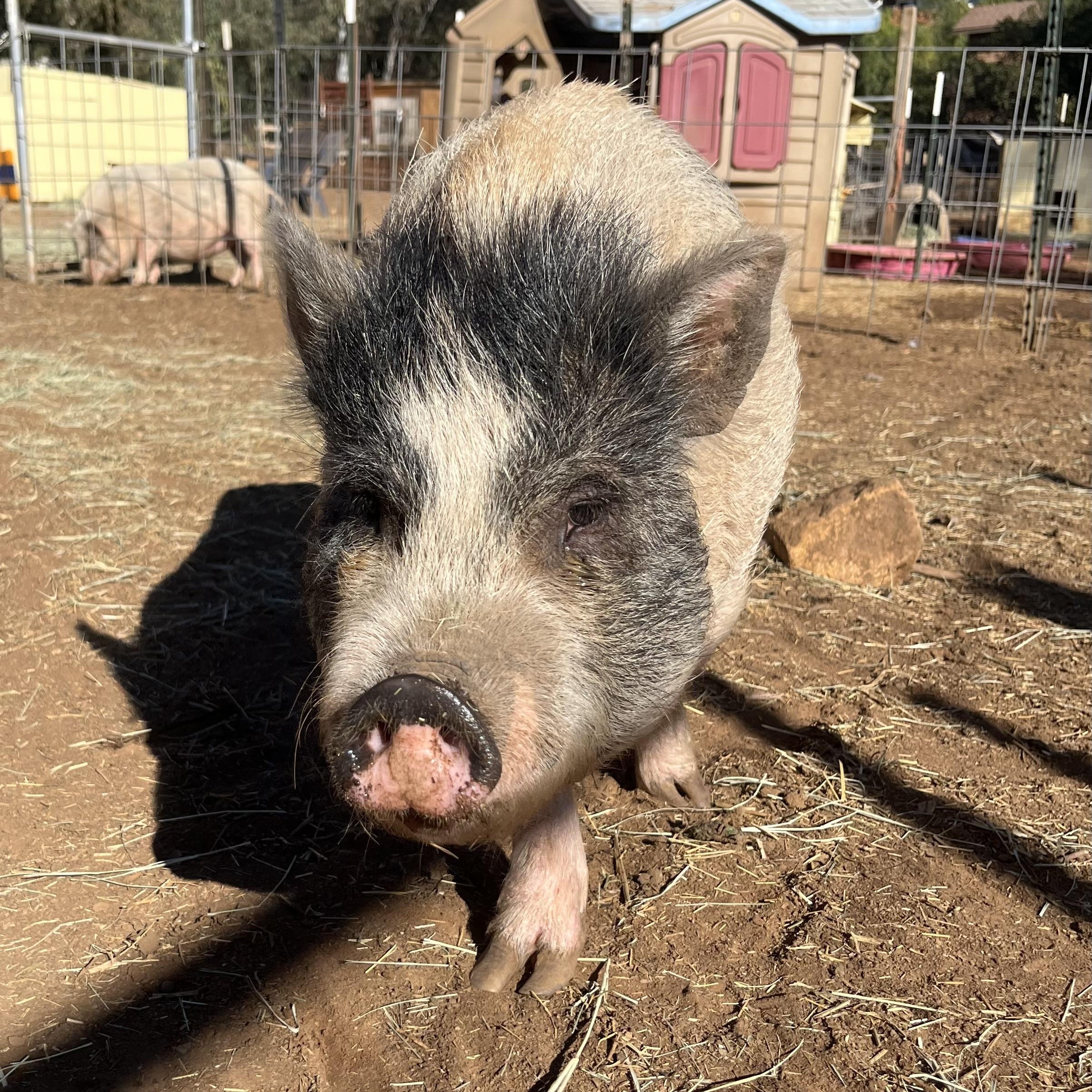 Enlarge Peter, a Adopted mixed breed in Lakeside, CA image 2/3