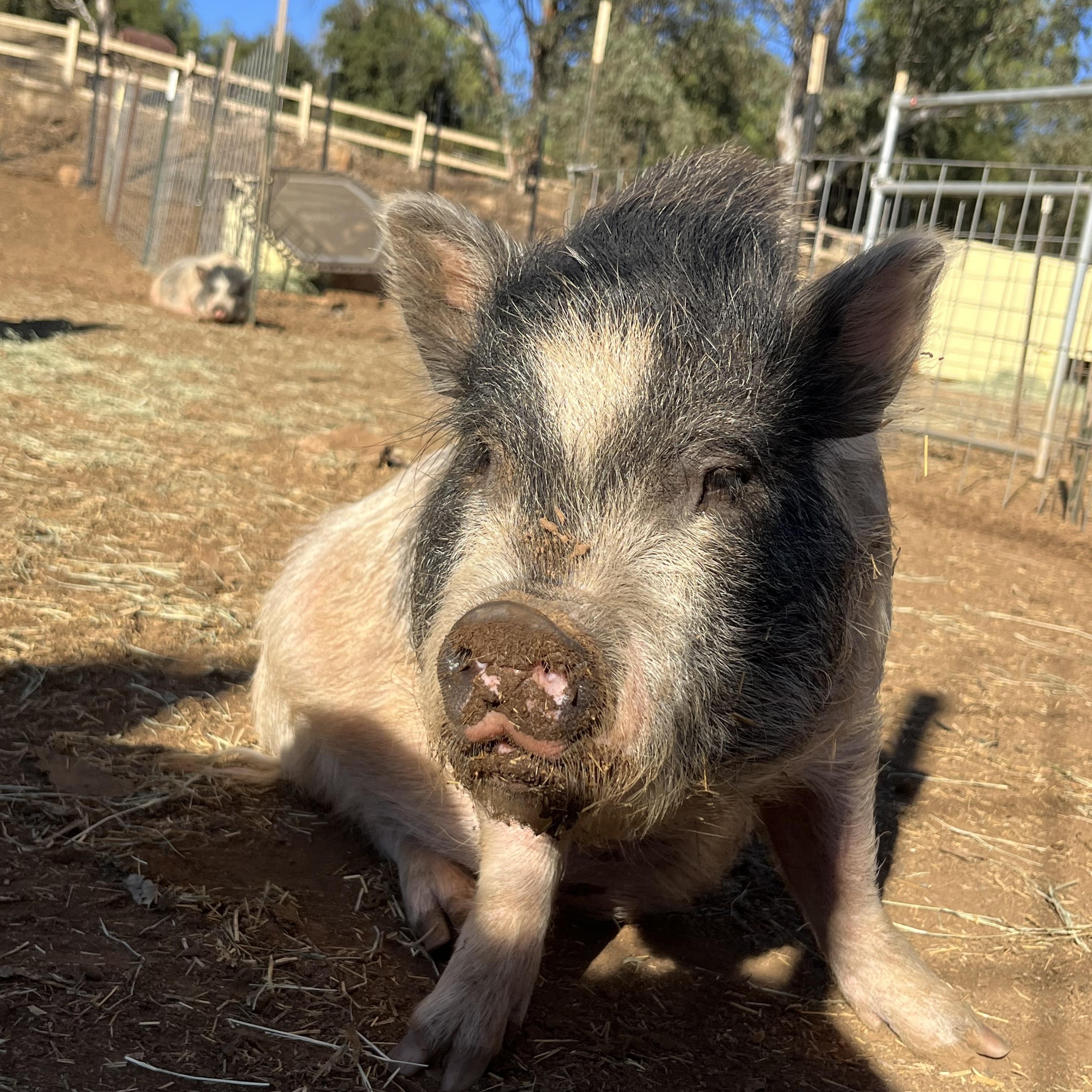 Enlarge Peter, a Adopted mixed breed in Lakeside, CA image 3/3