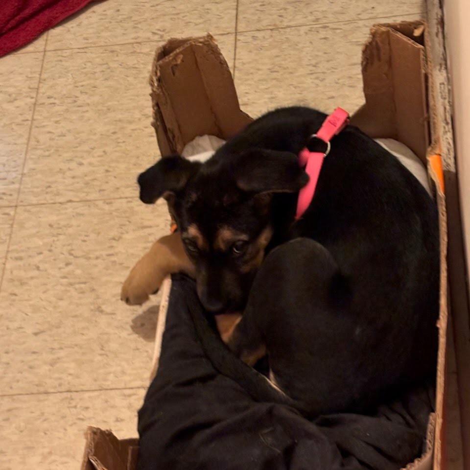 Stephanie, Adoptable, Puppy Female Catahoula Leopard Dog & Mixed Breed.