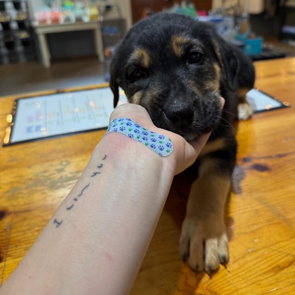 Stephanie, Adoptable, Puppy Female Catahoula Leopard Dog & Mixed Breed.