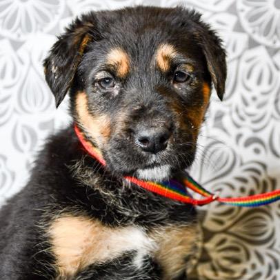 Enlarge Stephanie, a Adoptable mixed breed in Tacoma, WA image 2/4