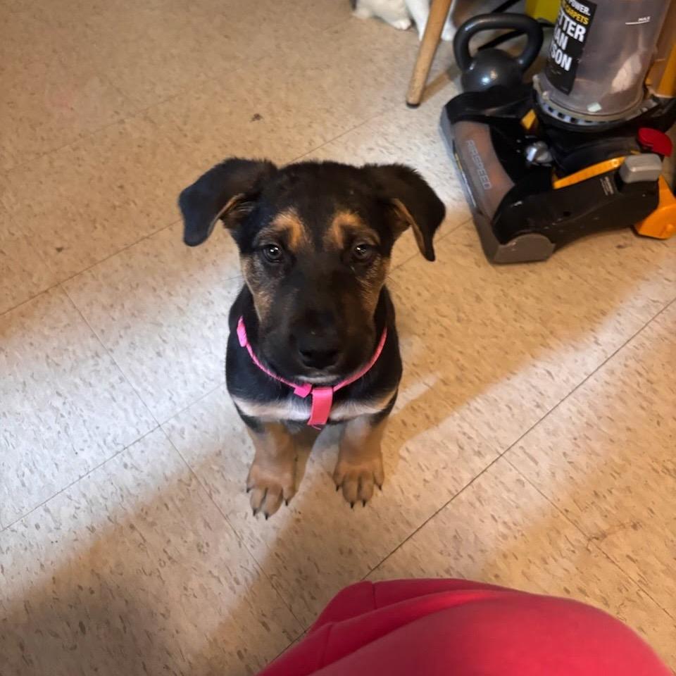 Enlarge Stephanie, a Adoptable mixed breed in Tacoma, WA image 4/6