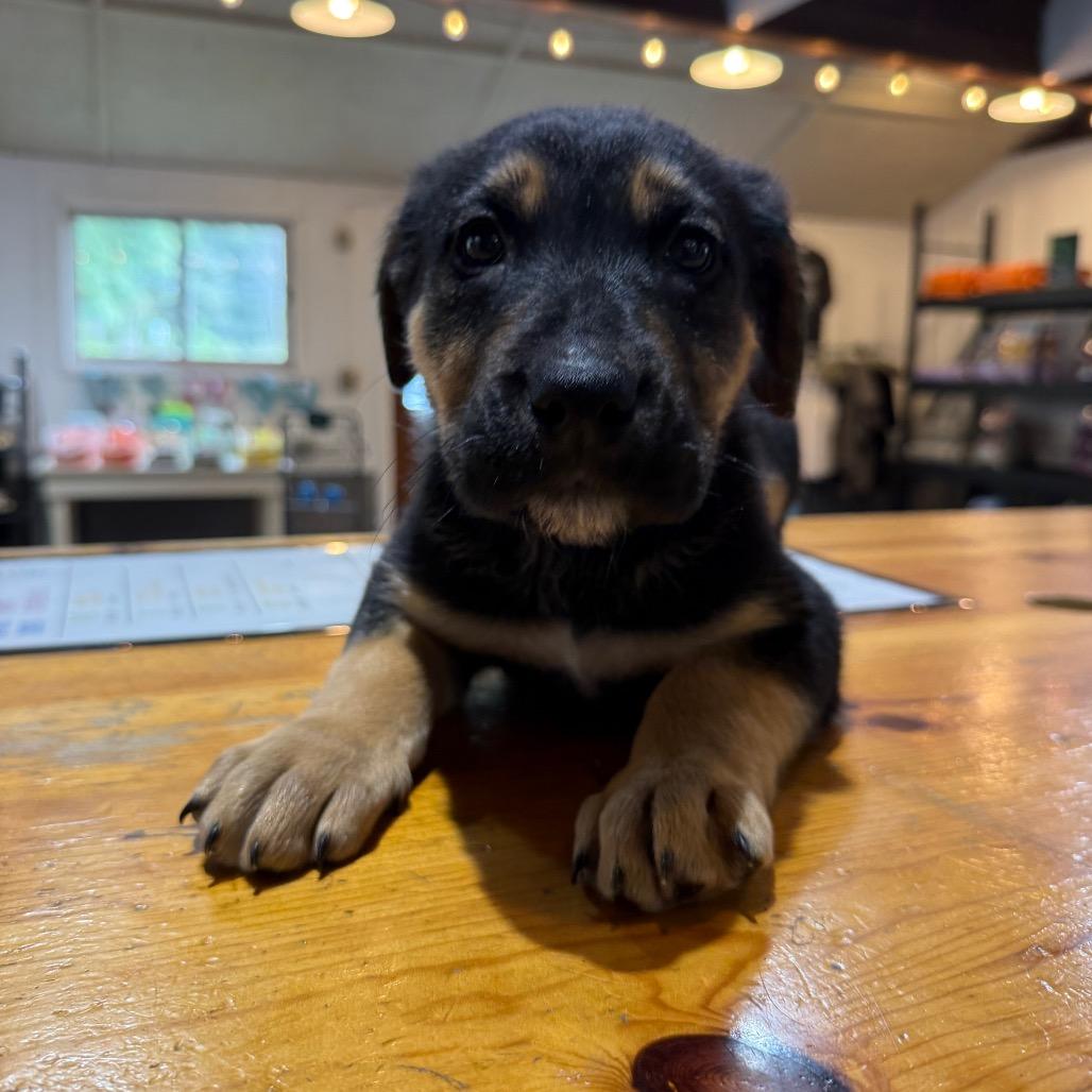 Enlarge Stephanie, a Adoptable mixed breed in Tacoma, WA image 3/4