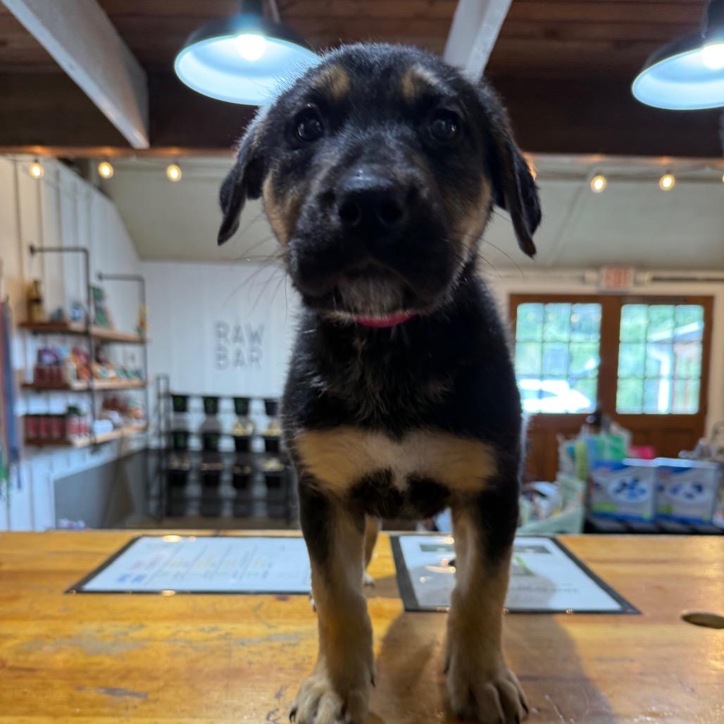 Enlarge Stephanie, a Adoptable mixed breed in Tacoma, WA image 4/4