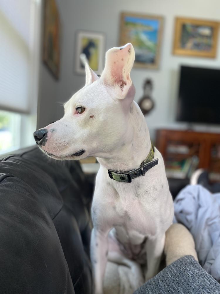 Enlarge Betty White, a Adoptable mixed breed in Sealy, TX image 1/6