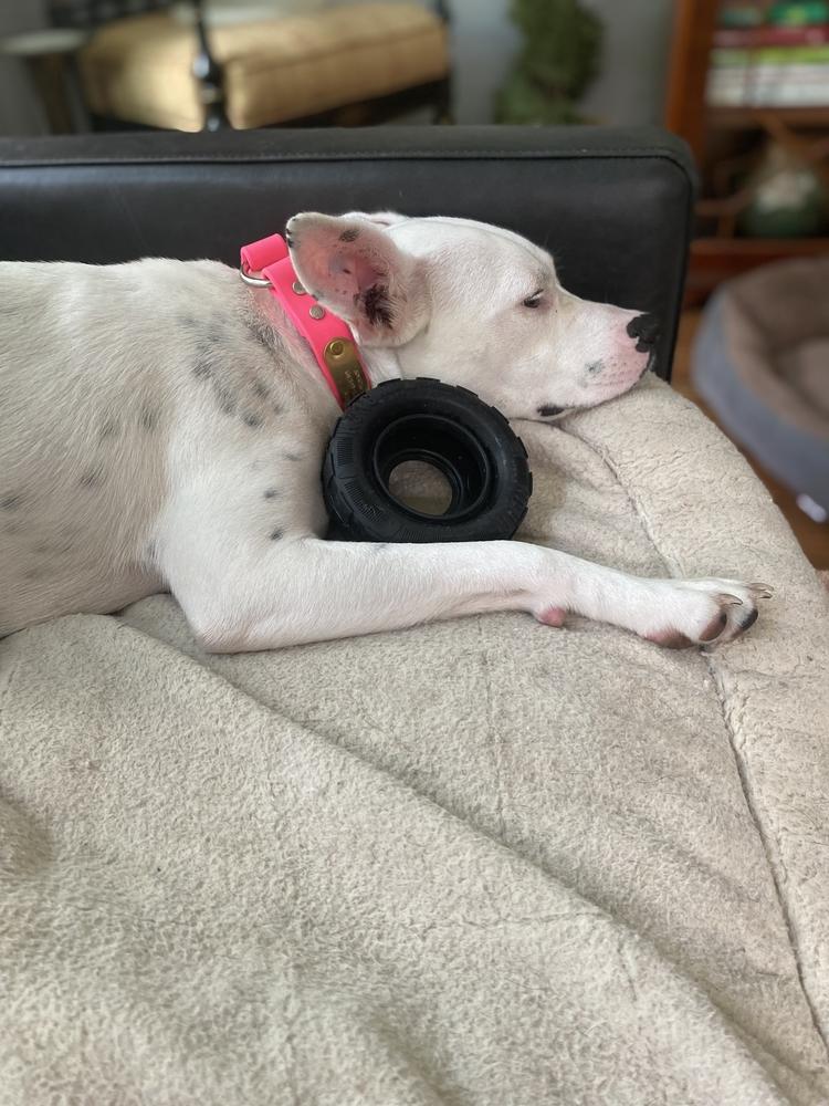 Enlarge Betty White, a Adoptable mixed breed in Sealy, TX image 4/6