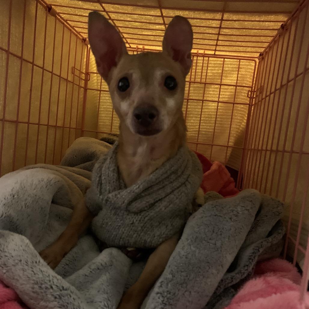 Joey, Adoptable, Senior Male Chihuahua.